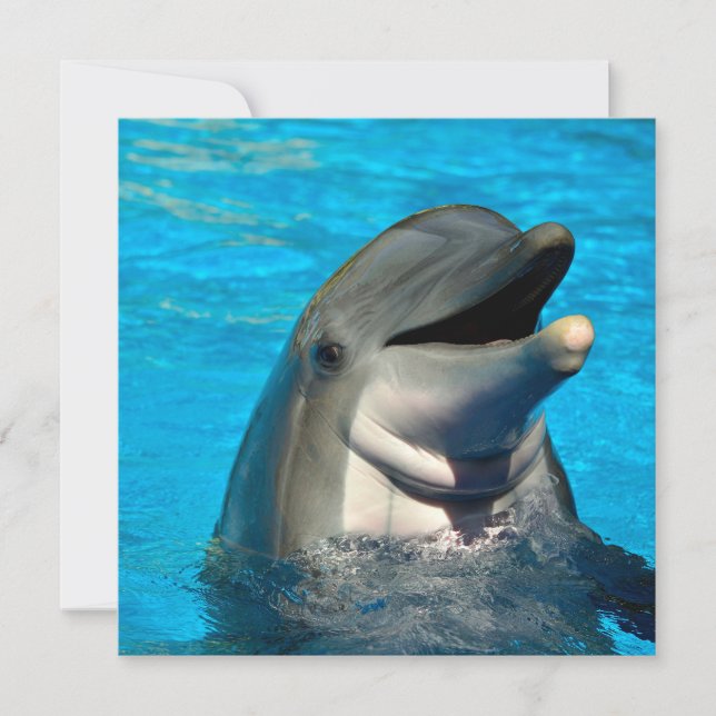Bottlenose dolphin head holiday card (Front)