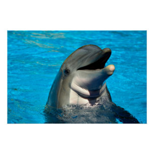Bottlenose dolphin head poster