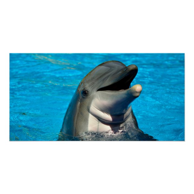 Bottlenose dolphin head poster (Front)