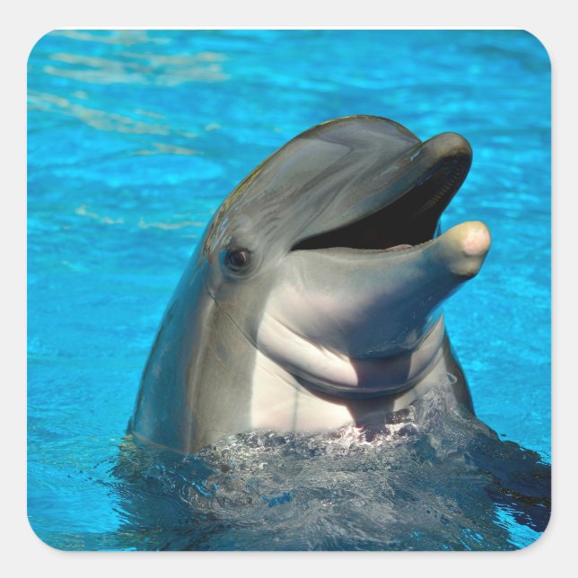 Bottlenose dolphin head square sticker (Front)