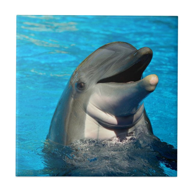 Bottlenose dolphin head tile (Front)
