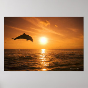 Bottlenose Dolphin jumping 2 Poster