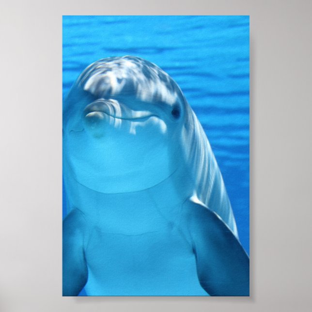Bottlenose Dolphin looks at the camera under water Poster (Front)