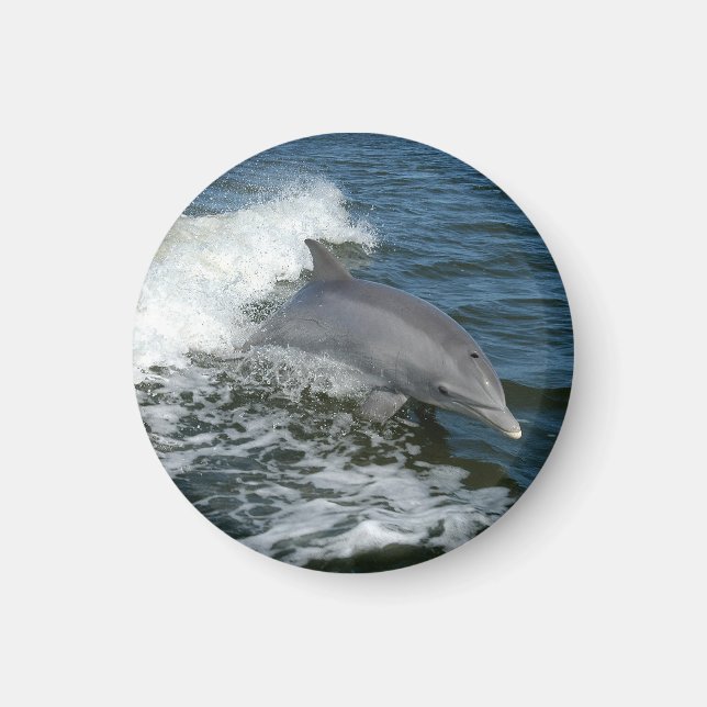 Bottlenose Dolphin Magnet (Front)