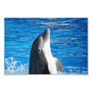 Bottlenose Dolphin Photo Print