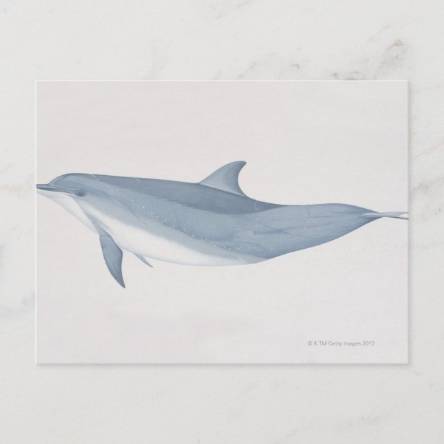 Bottlenose Dolphin Postcard (Front)