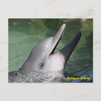 Bottlenose Dolphin Postcard