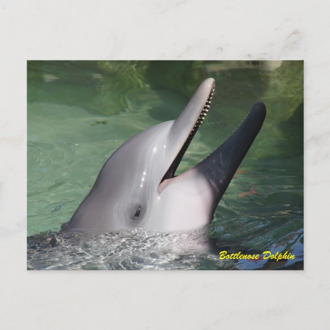 Bottlenose Dolphin Postcard (Front)