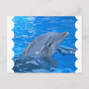 Bottlenose Dolphin Postcard