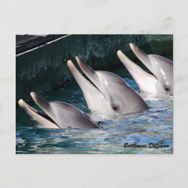 Bottlenose Dolphin Postcard (Front)