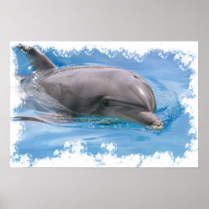 Bottlenose dolphin poster