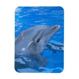 Bottlenose Dolphin Premium Magnet