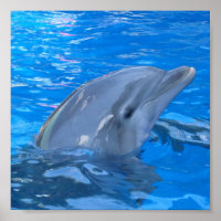 Bottlenose Dolphin Print