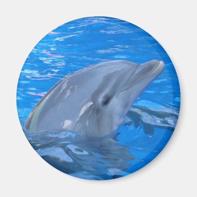Bottlenose Dolphin Round Magnet (Front)