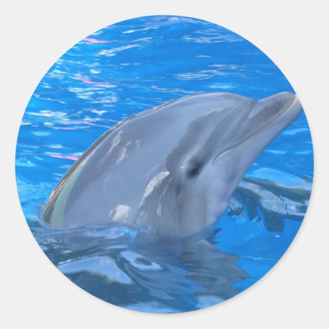 Bottlenose Dolphin Sticker (Front)