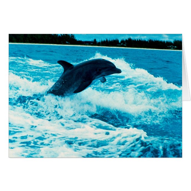 Bottlenose dolphin (Tursiops truncatus), Bahama Is (Front Horizontal)