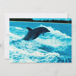 Bottlenose dolphin (Tursiops truncatus), Bahama Is