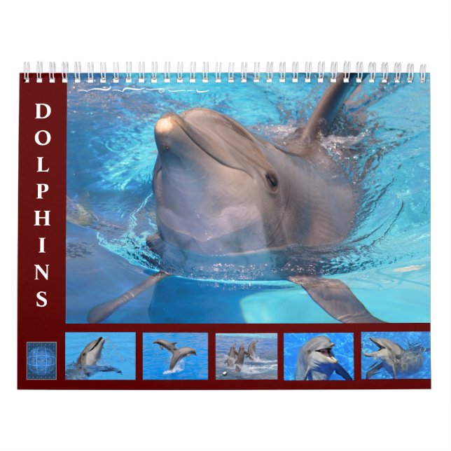 Bottlenose dolphins 12 month calendar (Cover)