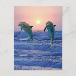Bottlenose Dolphins at sunrise Postcard