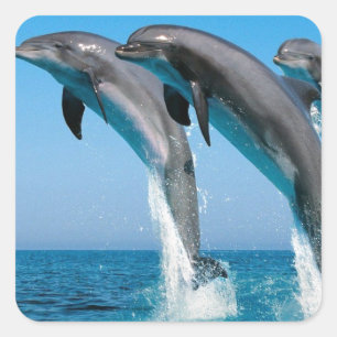 bottlenose dolphins jumping out of clear blue sea square sticker