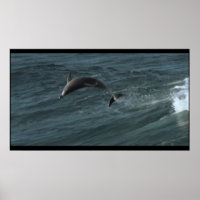 Bottlenose Dolphins poster
