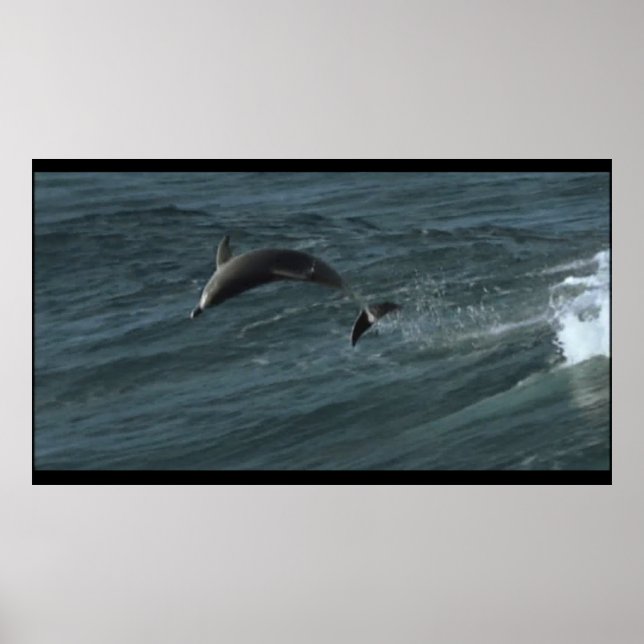 Bottlenose Dolphins poster (Front)
