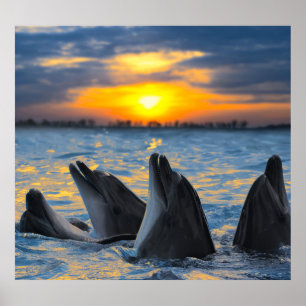 Bottlenose dolphins, sunset ocean scene. poster