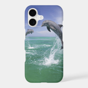 Bottlenose Dolphins Tursiops truncatus