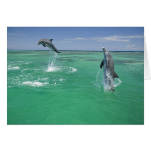 Bottlenose Dolphins Tursiops truncatus