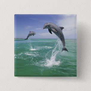 Bottlenose Dolphins Tursiops truncatus 15 Cm Square Badge
