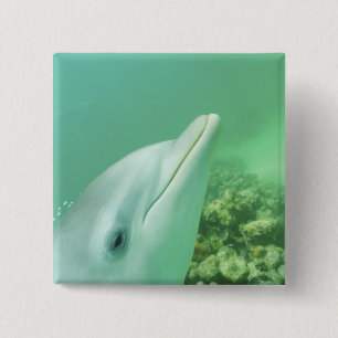 Bottlenose Dolphins Tursiops truncatus 15 Cm Square Badge