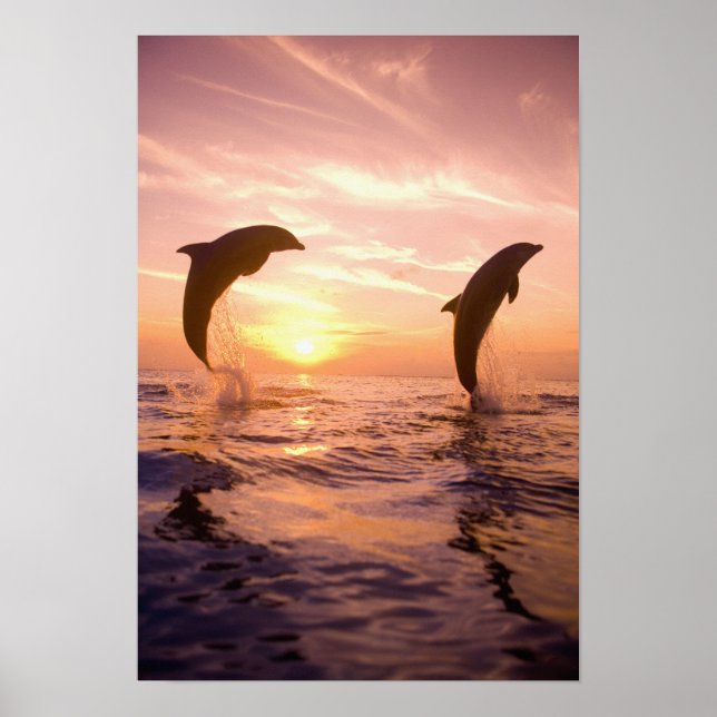 Bottlenose Dolphins Tursiops truncatus) 8 Poster (Front)