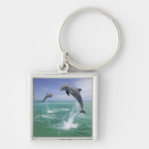 Bottlenose Dolphins Tursiops truncatus Key Ring