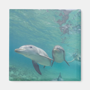 Bottlenose Dolphins Tursiops truncatus Magnet