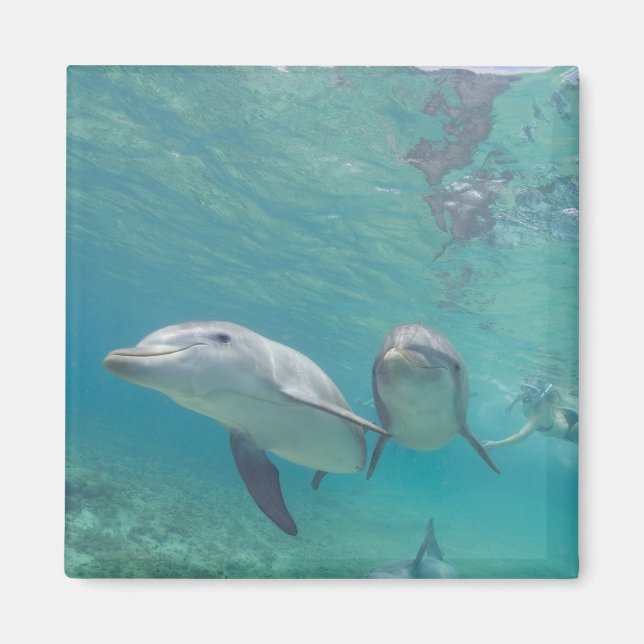 Bottlenose Dolphins Tursiops truncatus Magnet (Front)