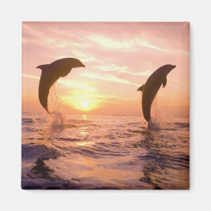 Bottlenose Dolphins Tursiops truncatus Magnet
