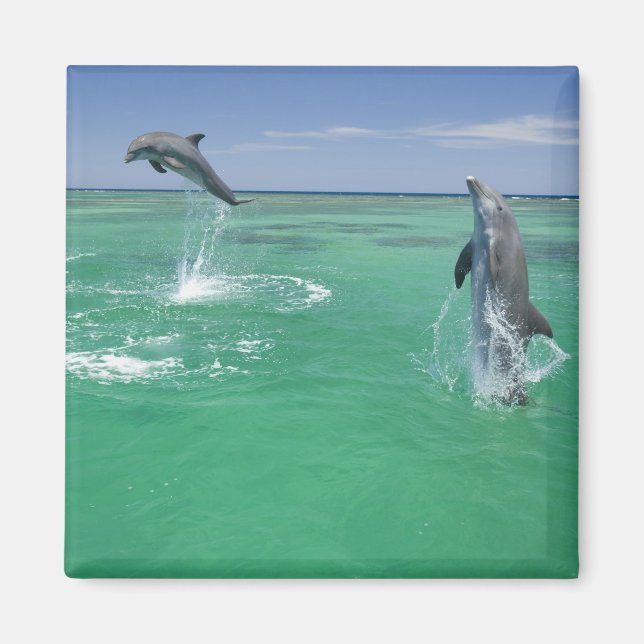 Bottlenose Dolphins Tursiops truncatus Magnet (Front)