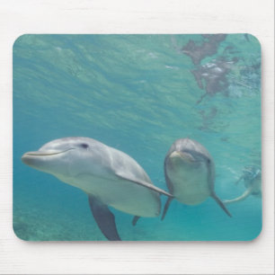 Bottlenose Dolphins Tursiops truncatus Mouse Pad