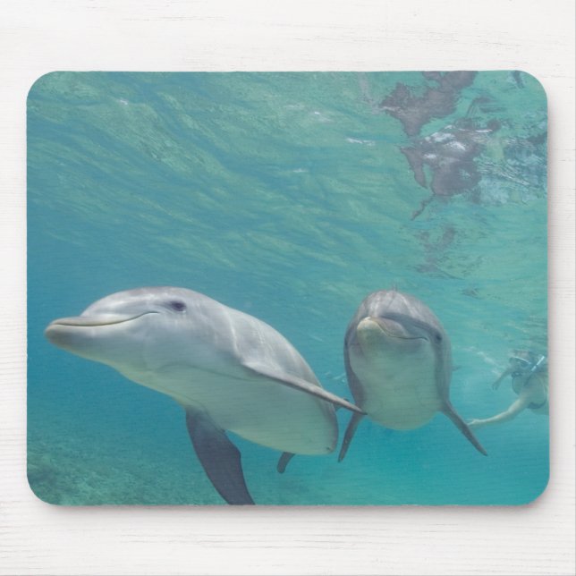 Bottlenose Dolphins Tursiops truncatus Mouse Pad (Front)