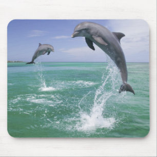 Bottlenose Dolphins Tursiops truncatus Mouse Pad