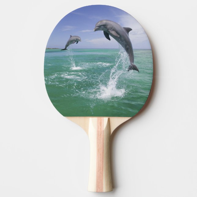 Bottlenose Dolphins Tursiops truncatus Ping Pong Paddle (Front)