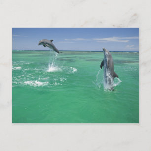 Bottlenose Dolphins Tursiops truncatus Postcard