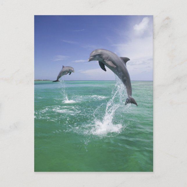 Bottlenose Dolphins Tursiops truncatus Postcard (Front)