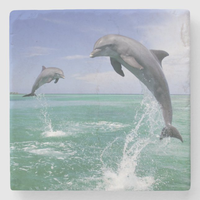 Bottlenose Dolphins Tursiops truncatus Stone Coaster (Front)