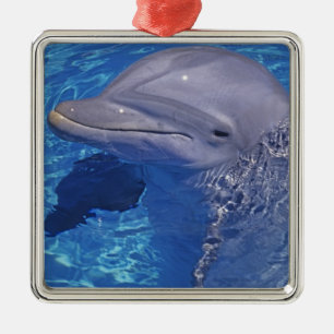Bottlenosed Dolphin, Tursiops Truncatus Metal Tree Decoration