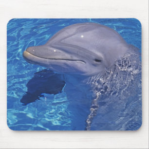 Bottlenosed Dolphin, Tursiops Truncatus Mouse Pad