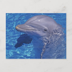 Bottlenosed Dolphin, Tursiops Truncatus Postcard
