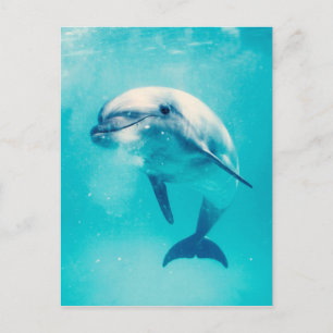 Bottlenosed Dolphin Underwater Postcard