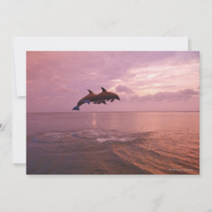 Bottlenosed Dolphins Jumping at Sunset