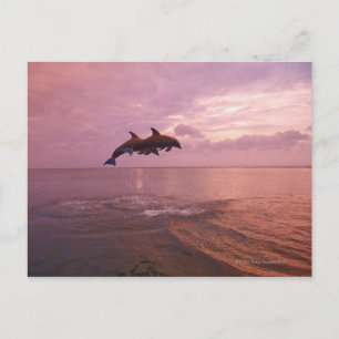 Bottlenosed Dolphins Jumping at Sunset Postcard